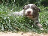 BORDER COLLIE 1471
